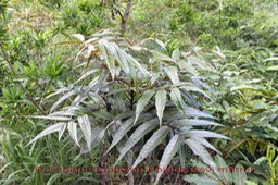 Poupartia borbonica - Anacardiacée - BM