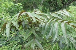 Poupartia borbonica - Bois blanc rouge Bois de Poupart - Zevi marron - Anacardiacée