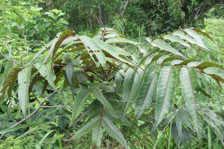 Poupartia borbonica - Bois blanc rouge Bois de Poupart - Zevi marron - Anacardiacée