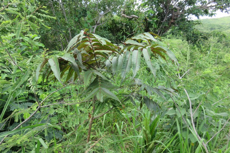 Poupartia borbonica - Bois blanc rouge Bois de Poupart - Zevi marron - Anacardiacée