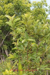 Psidium gujava - Myrtacée - exo