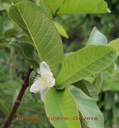 Psidium gujava