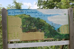 Reboisement à la Grande Chaloupe