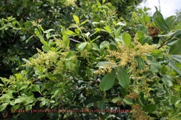 Rhus longipes