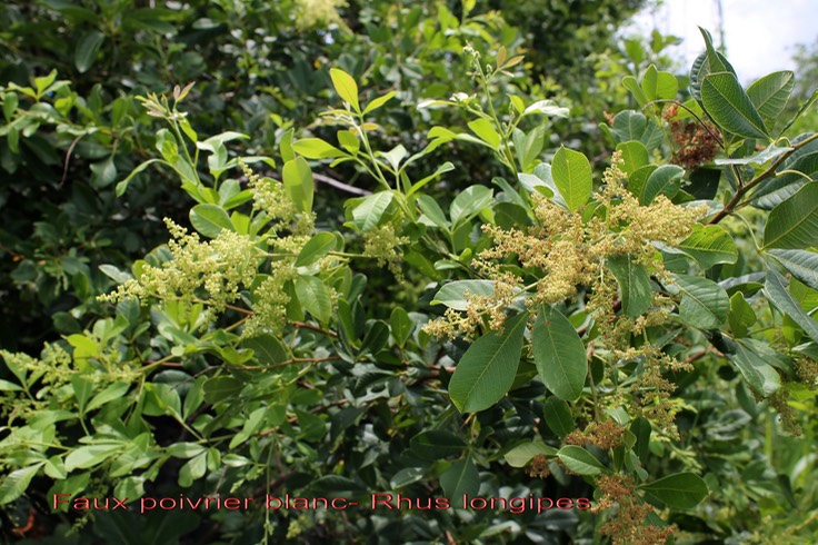 Rhus longipes