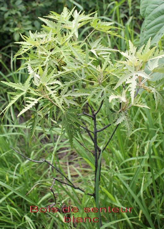 Ruizia cordata- Malvacée - B