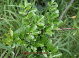 Scutia myrtina