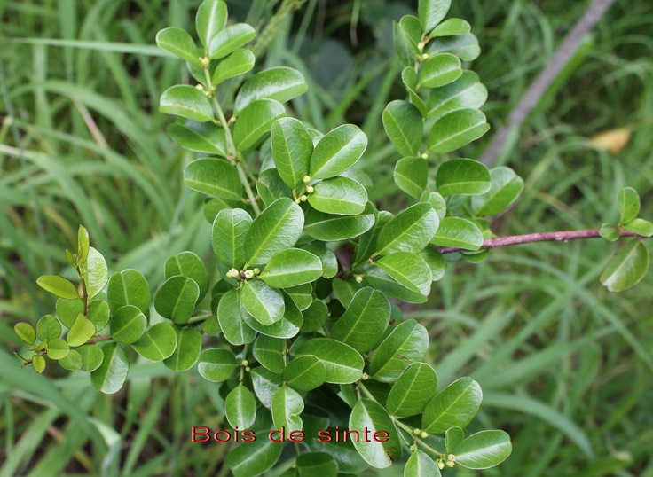 Scutia myrtina