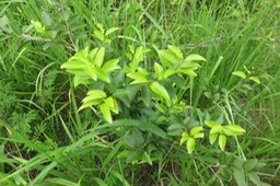 ??? Securinega durissima - Bois dur/Corce rouge/Bois de pêche marron - Euphorbiacées > Phyllanthaceae- Indigène à La Réunion, à Maurice, à Madagascar