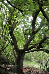 Tamarin- Tamarindus indica- Fabacée- exo