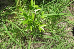 Vepris lanceolata - Patte poule Saint-Leu - Rutaceae