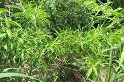 ???  Volkameria heterophylla - Bois de chenilles - Lamiaceae - Endémique La Réunion et île Maurice