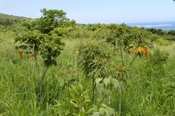 Zone de reboisement à la Grande Chaloupe