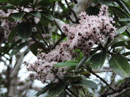 2 fleur de bois maigre 