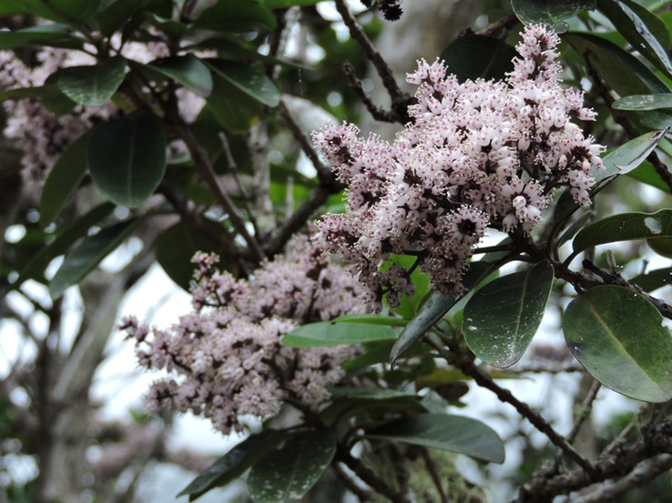 2 fleur de bois maigre 