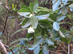 35 trochetia 