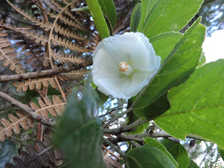 37 trochetia -1