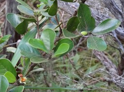 Fruit_Bois_de_quivi_Turraea_thouarsiana_Meliacées
