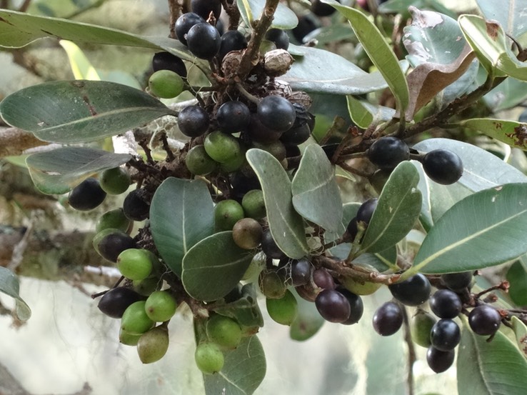 Fruits_du_Bois_de_fer_batard_Sideroxylon_borbonicum_Sapotacées