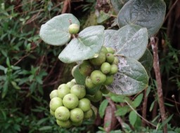 fruits_du_Mapou_Monimia_rotondoflia_Monimiacées