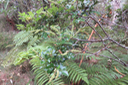 ???? Weinmannia mauritiana Fleurs