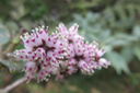 Inflorescence de Nuxia verticillata - Bois maigre - Stilbacée-M.