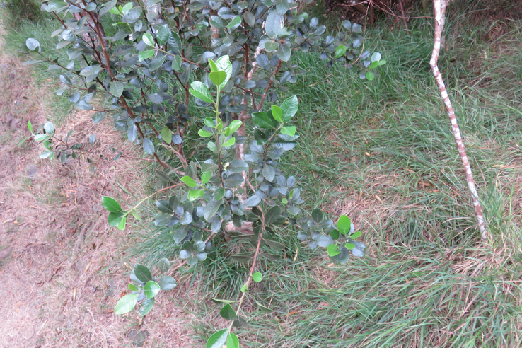 ??? Turraea ovata - Gros Bois de Quivi - Méliacée - BM