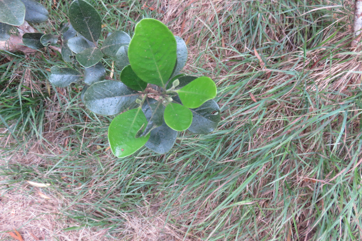 ??? Turraea ovata - Gros Bois de Quivi - Méliacée - BM