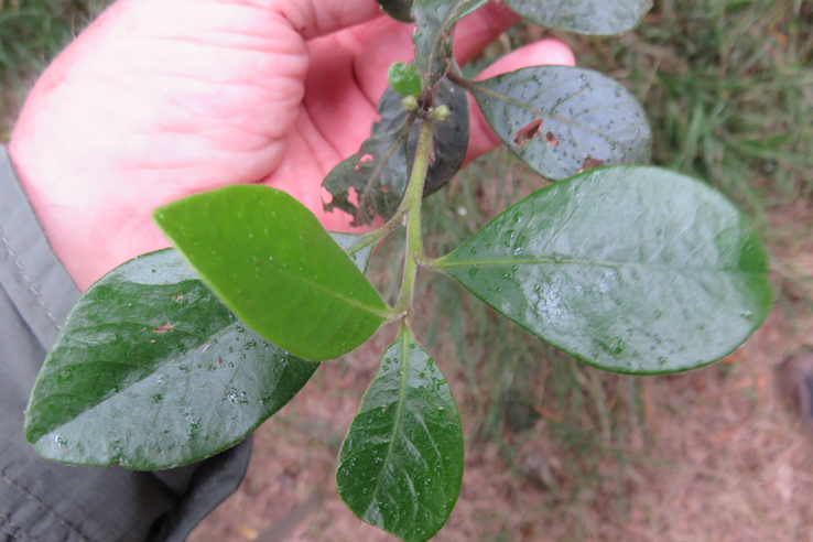 ??? Turraea ovata - Gros Bois de Quivi - Méliacée - BM