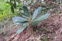 ??? Badula borbonica - Bois de savon - Myrsinacée 