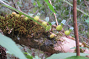 ??? Bulbophyllum nutans - Ti carambole - Orchidaceae 
