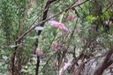 Passiflore banane fleur