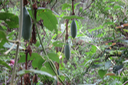 Passiflore banane fruits