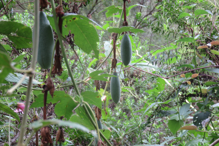 Passiflore banane fruits