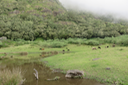 Les vaches de Plateau Kelval