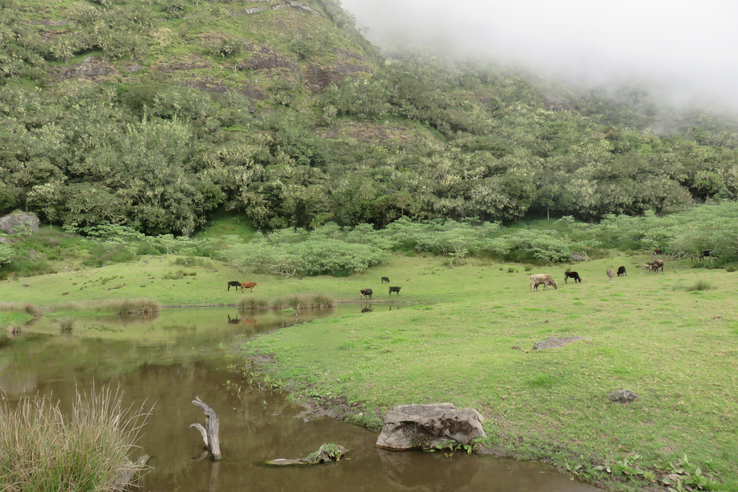Les vaches de Plateau Kelval