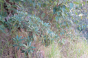 ??? Psiadia dentata - Ti mangue - Asteraceae - endémique R