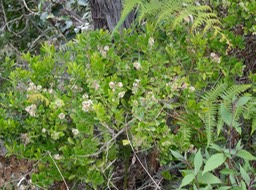 Liane_savon_en_fleurs_Embellia_angustilolia_Myrsinacées