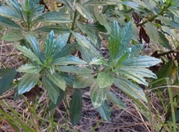 Psiadia_dentata_Asteracées