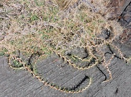 2 Kikuyu, Pennisetum clandestinum 