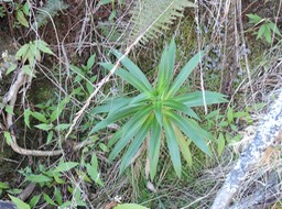4 Heterochaenia rivalsii 