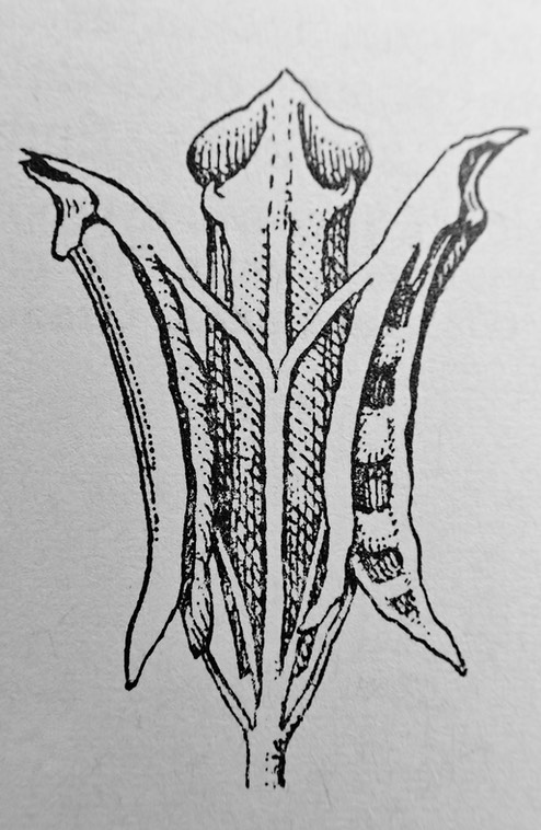 fruit H. borbonica