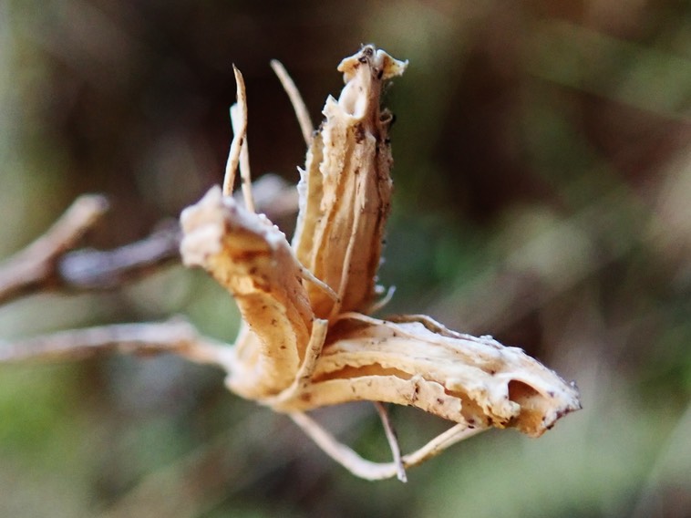 fruit Heterochaenia ravine Bernica