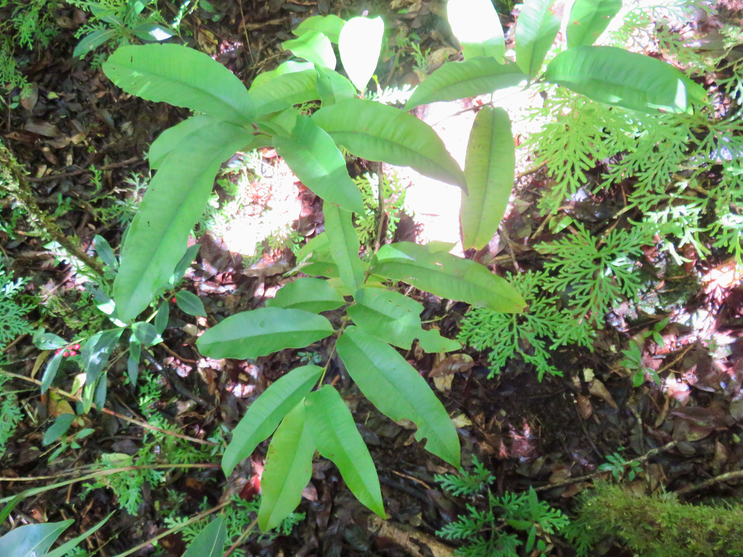 18. Bois de pomme ..... ?