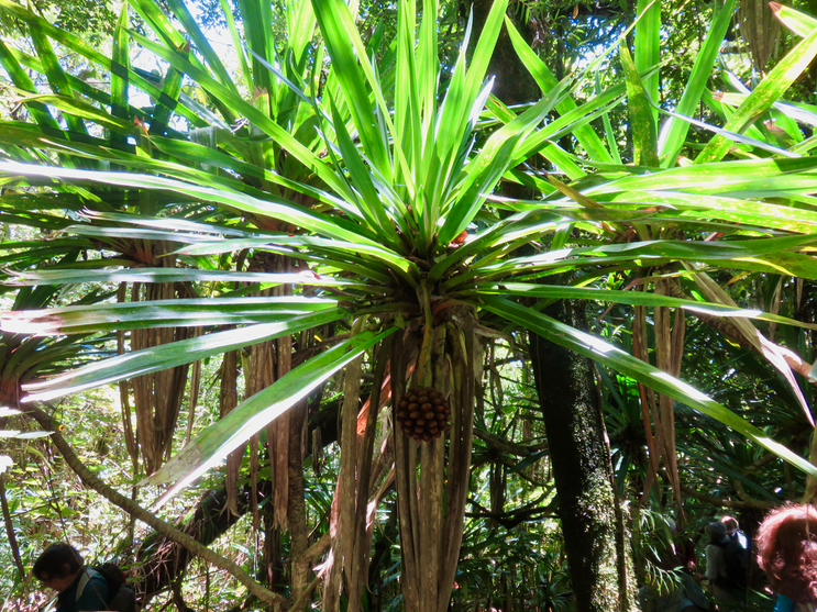 22. Fruit Pandanus purpurascens - Vacoa des hauts - Pandanaceae - Mascar. (B)