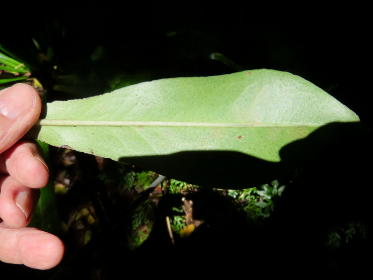 24. Feuille de Badula grammisticta - Bois de savon - Myrsinaceae