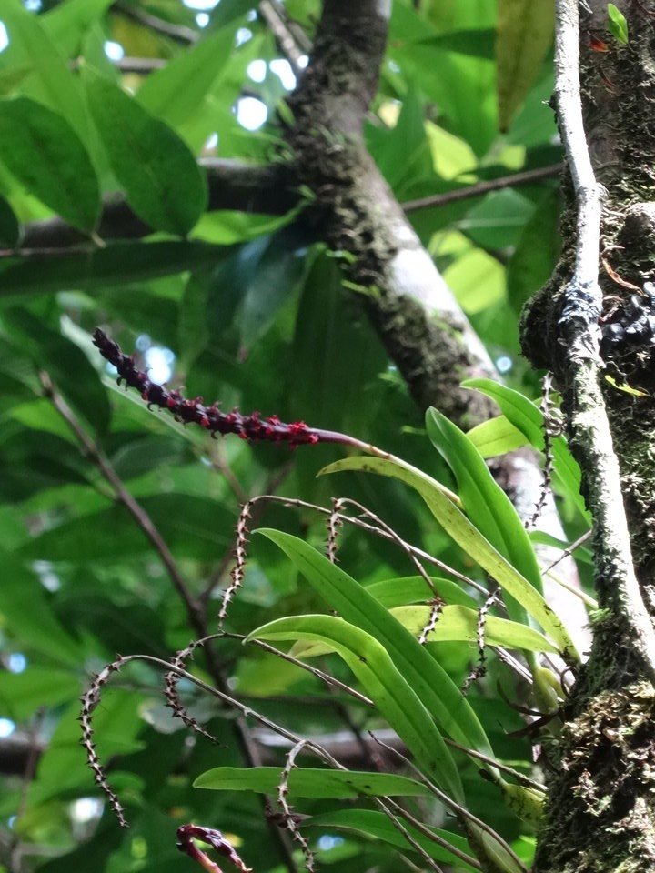 Bulbophyllum bernadetteae Castillon - EPIDENDROIDEAE - Endémique Réunion - DSC02903