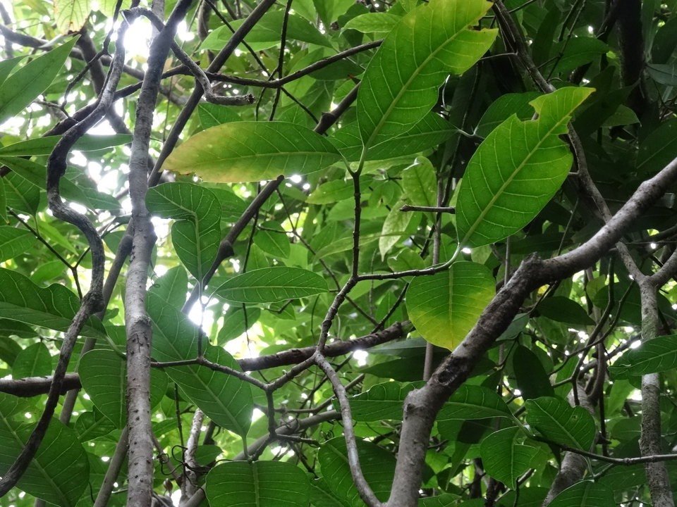 Taberneamontana mauritiana - Bois de lait - APOCYNACEAE - Endémique Réunion, Maurice