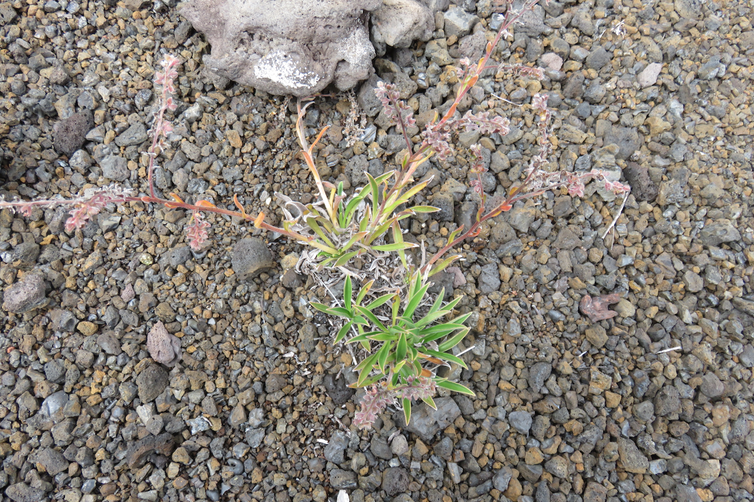 Après la floraison, Cynoglossum borbonicum Myosotis de Bourbon BORAGINACEE Réunion