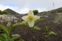 Clematis mauritiana - Liane marabit - RANUNCULACEE Masc., Mada. 